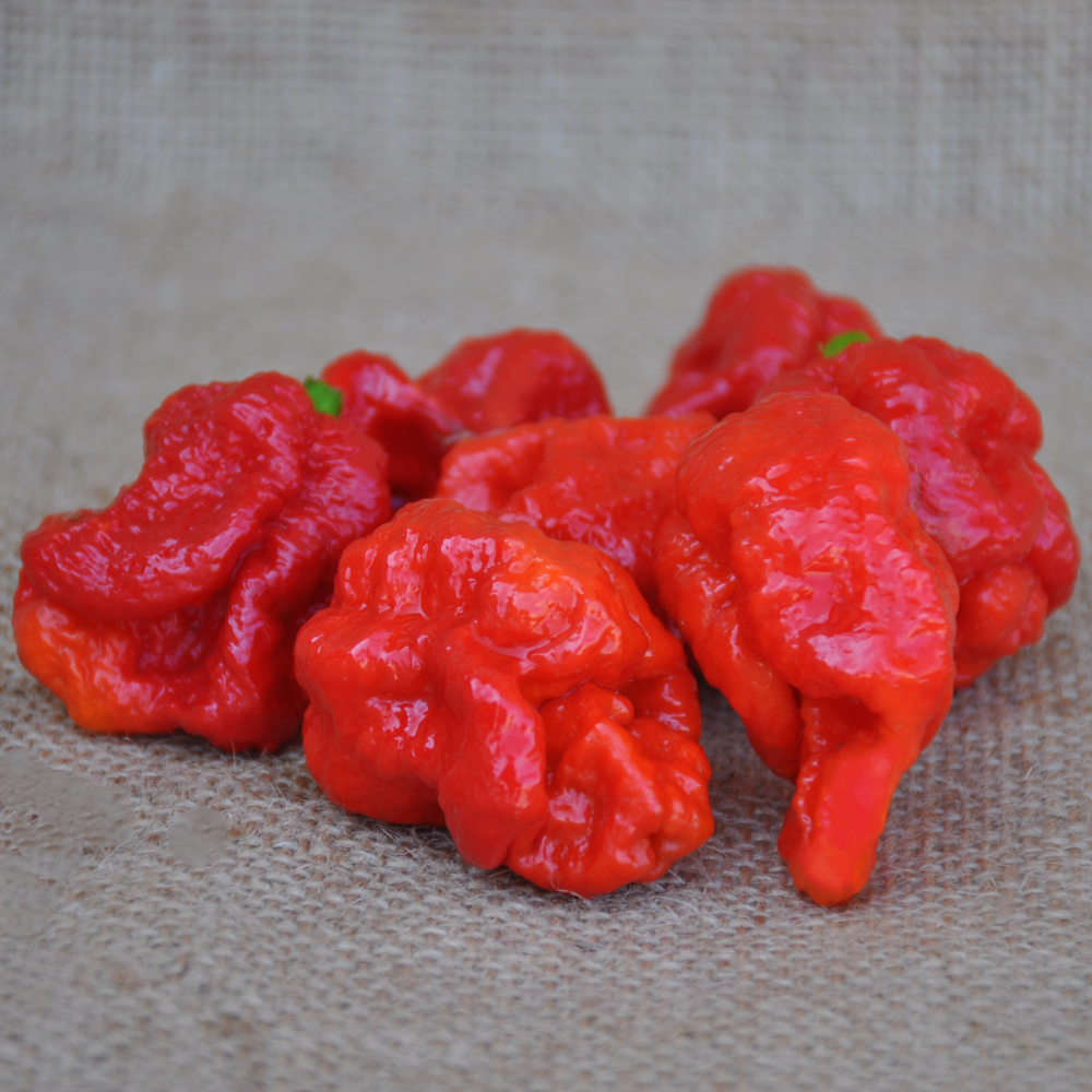RED SCORPION HOT PEPPER SEEDS | Smarties.bio
