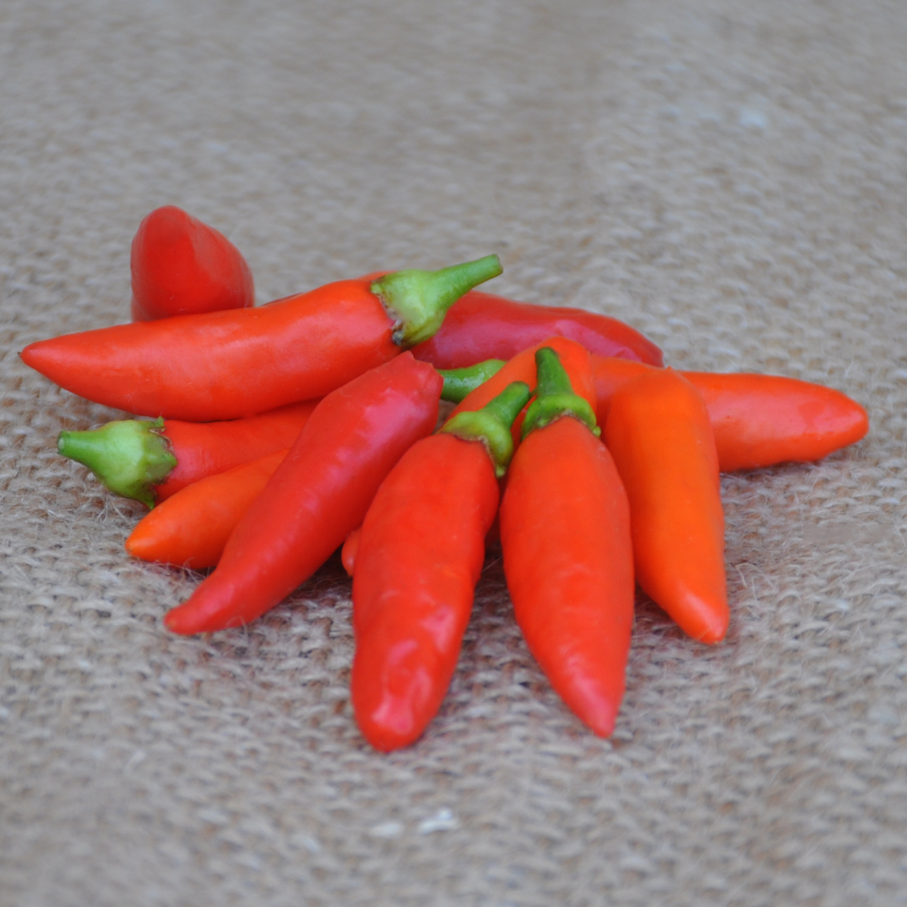 TABASCO HOT PEPPER SEEDS| Smarties.bio