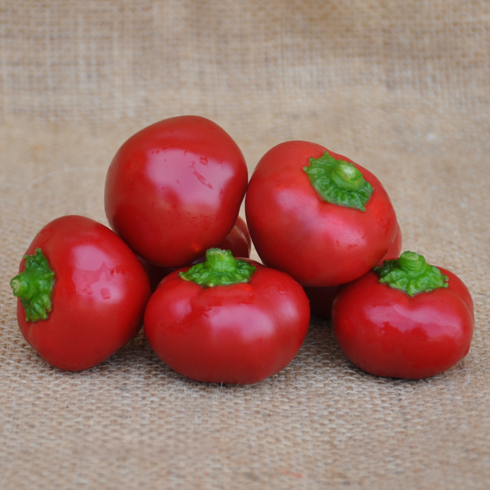 TONDYTO F1 HOT PEPPER SEEDS | Smarties.bio 