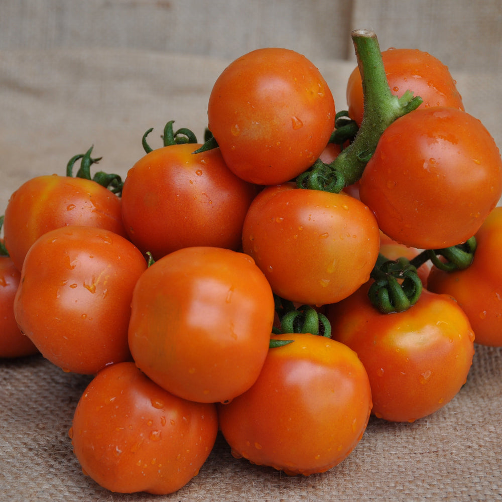 ANNARITA INDETERMINATE TOMATO SEEDS STORING HEIRLOOM TYPE | Smarties.bio