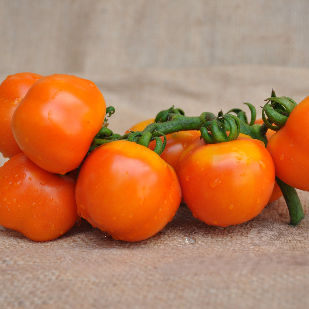 ANNARITA INDETERMINATE TOMATO SEEDS STORING HEIRLOOM TYPE | Smarties.bio