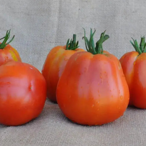BATTICUORE F1 INDETERMINATE TOMATO SEEDS OXHEART TYPE | Smarties.bio