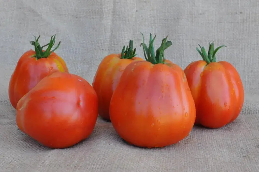 BATTICUORE F1 INDETERMINATE TOMATO SEEDS OXHEART TYPE | Smarties.bio
