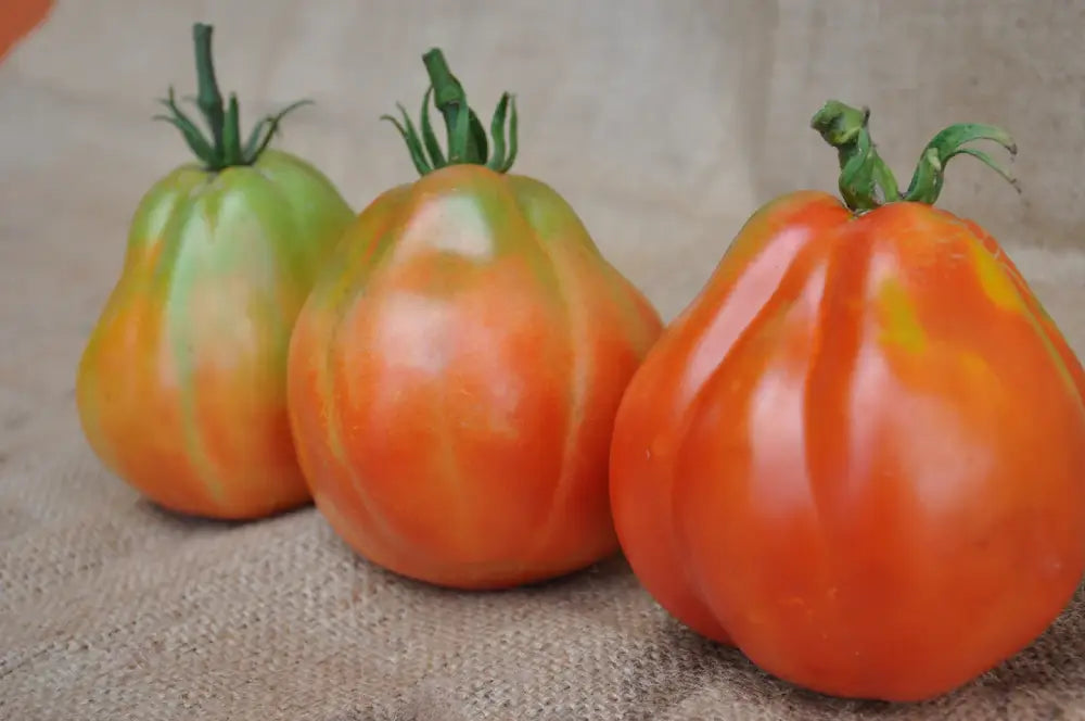 BATTICUORE F1 INDETERMINATE TOMATO SEEDS OXHEART TYPE | Smarties.bio