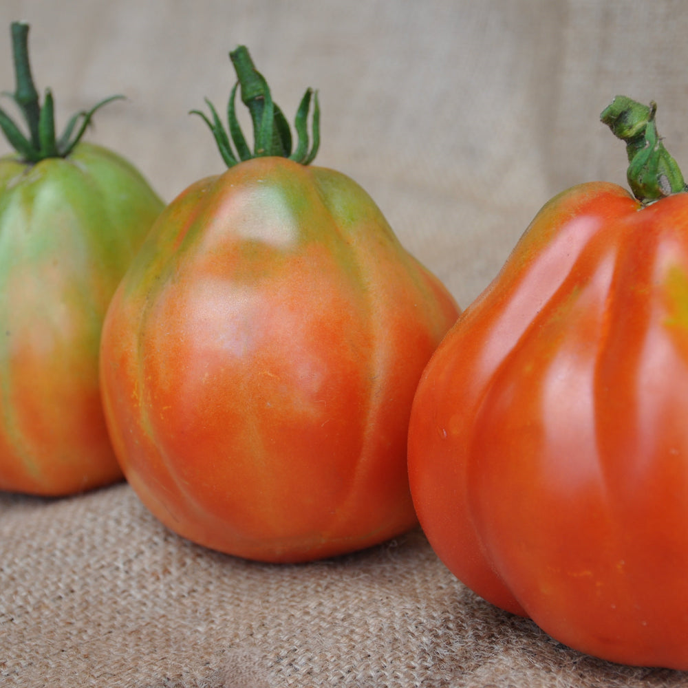 BATTICUORE F1 INDETERMINATE TOMATO SEEDS OXHEART TYPE | smarties.bio