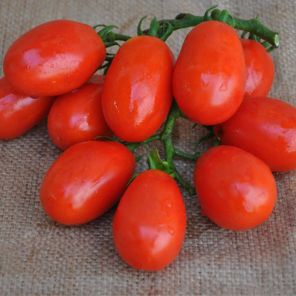 GHETE F1 PROCESSING DETERMINATE TOMATO SEEDS | Smarties.bio