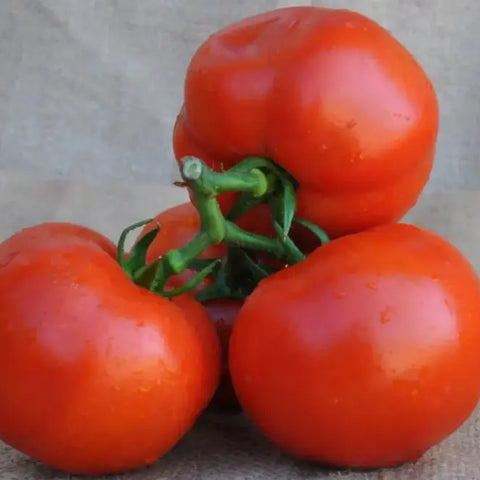 MECENATE F1 INDETERMINATE TOMATO SEEDS BEEFSTEAK TYPE | Smarties.bio