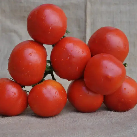 MURALES F1 INDETERMINATE TOMATO SEEDS TRUSS TYPE | Smarties.bio