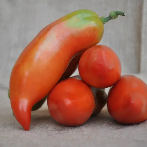 NOSE INDETERMINATE TOMATO SEEDS "NASONE DEL CAVALLINO" HEIRLOOM TYPE | Smarties.bio