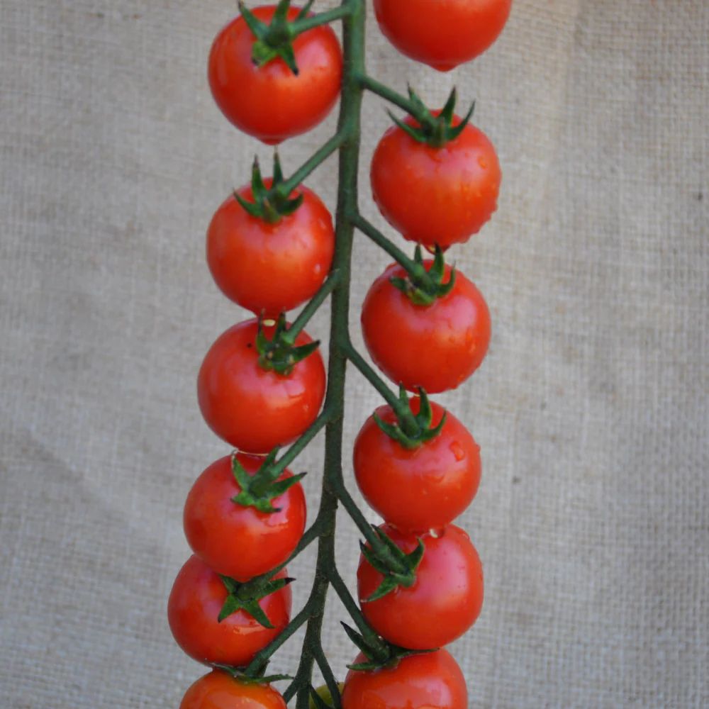 PALMEZIO F1 INDETERMINATE TOMATO SEEDS MINI PLUM TYPE | Smarties.bio
