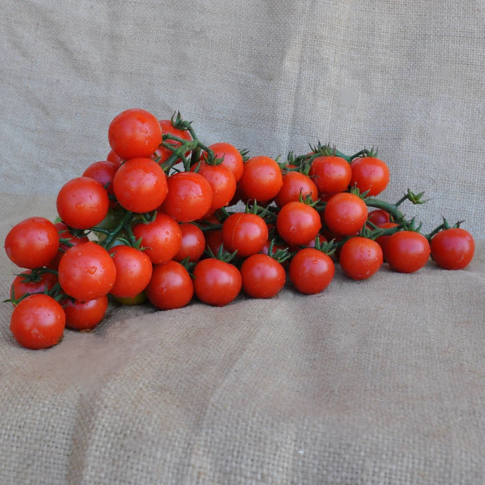 PINTURILLO F1 INDETERMINATE TOMATO SEEDS CHERRY TYPE | Smarties.bio