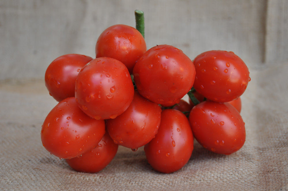 USKO F1 INDETERMINATE TOMATO SEEDS PICCADILLY TYPE