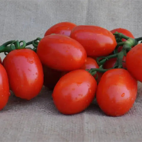 USKO F1 INDETERMINATE TOMATO SEEDS PICCADILLY TYPE | Smarties.bio