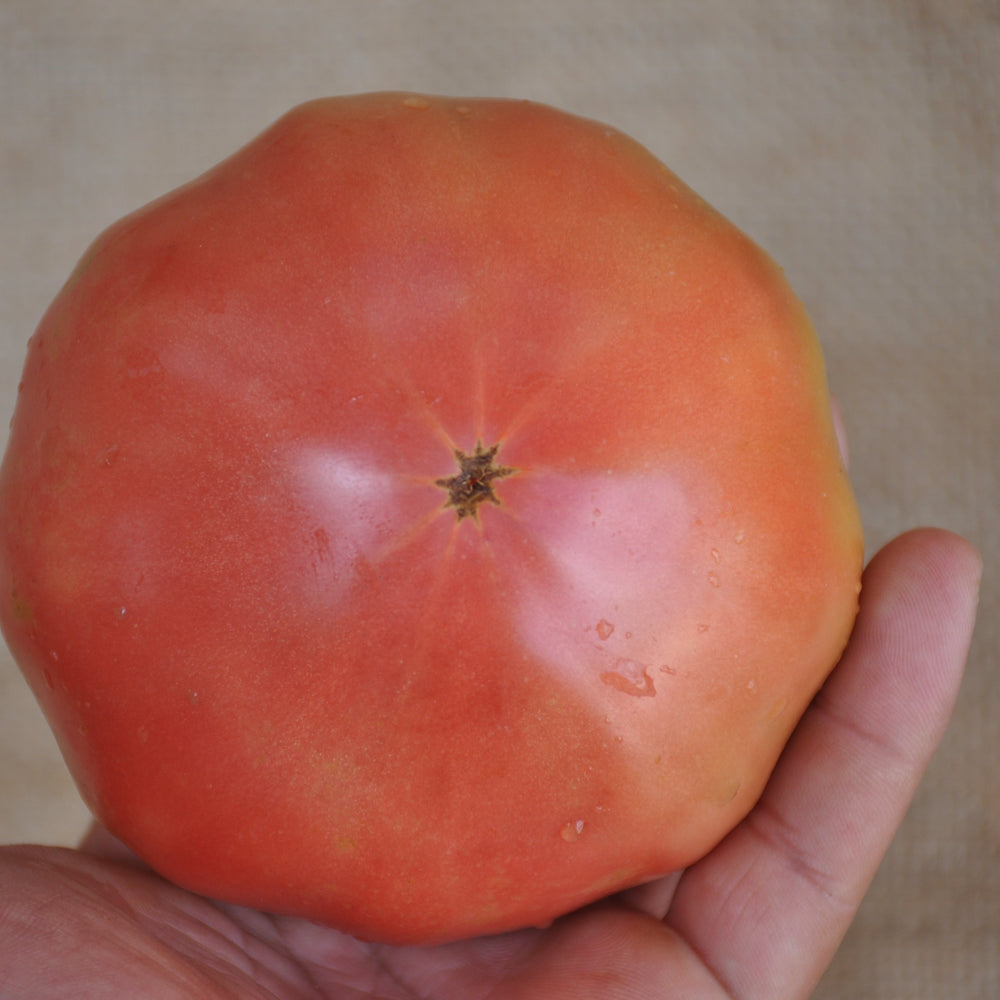 
                      
                        VELVET INDETERMINATE TOMATO SEEDS "INSALATARO" HEIRLOOM TYPE | Smarties.bio
                      
                    