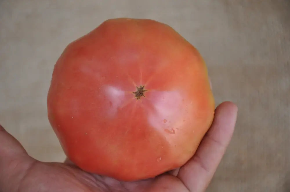 
                      
                        VELVET INDETERMINATE TOMATO SEEDS "INSALATARO" HEIRLOOM TYPE | Smarties.bio
                      
                    