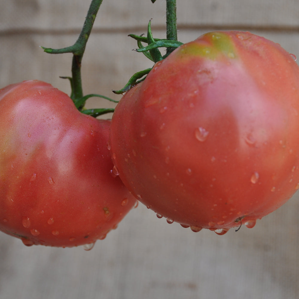 VELVET INDETERMINATE TOMATO SEEDS "INSALATARO" HEIRLOOM TYPE | Smarties.bio
