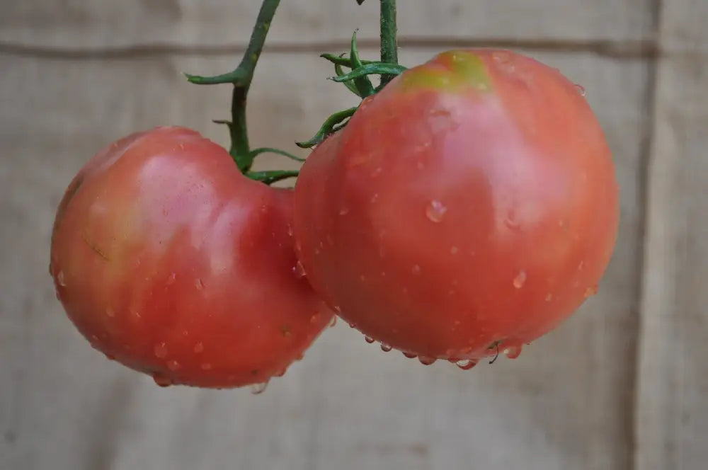 VELVET INDETERMINATE TOMATO SEEDS "INSALATARO" HEIRLOOM TYPE | Smarties.bio