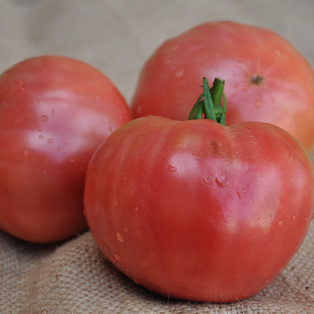 VELVET INDETERMINATE TOMATO SEEDS "INSALATARO" HEIRLOOM TYPE | Smarties.bio