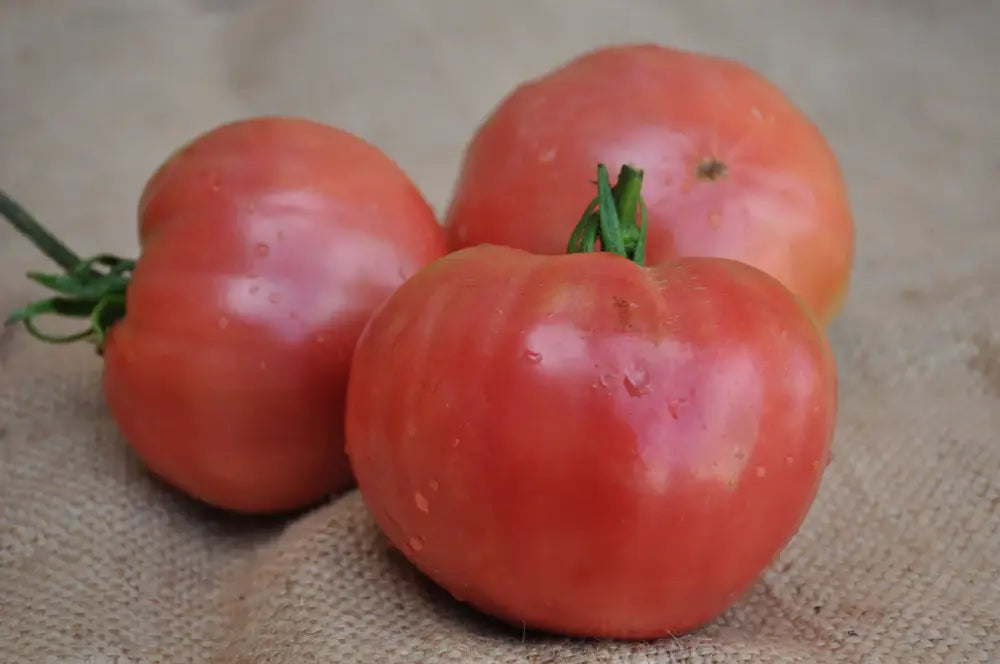 VELVET INDETERMINATE TOMATO SEEDS "INSALATARO" HEIRLOOM TYPE | Smarties.bio