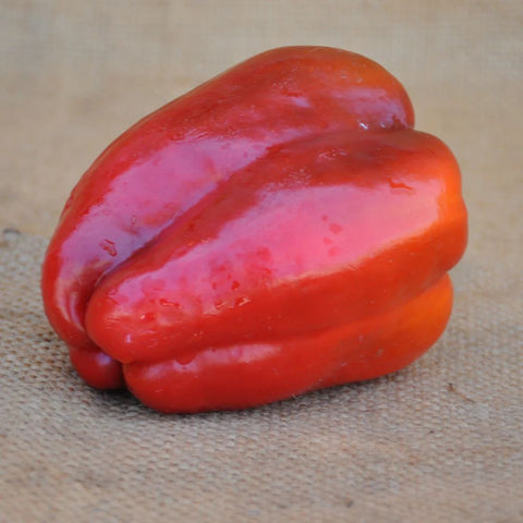 ARNOLD RED SWEET PEPPER SEEDS | Smarties.bio