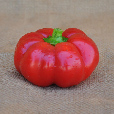 RED SWEET PEPPER TOPEPO ROSSO SEEDS | Smarties.bio