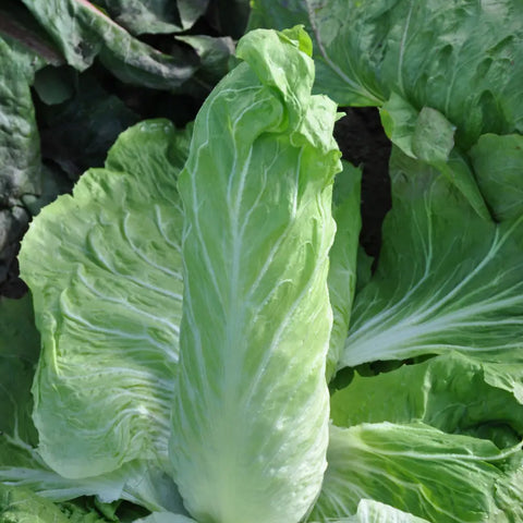 YLENIA SUGAR LOAF CHICORY SEEDS | Smarties.bio