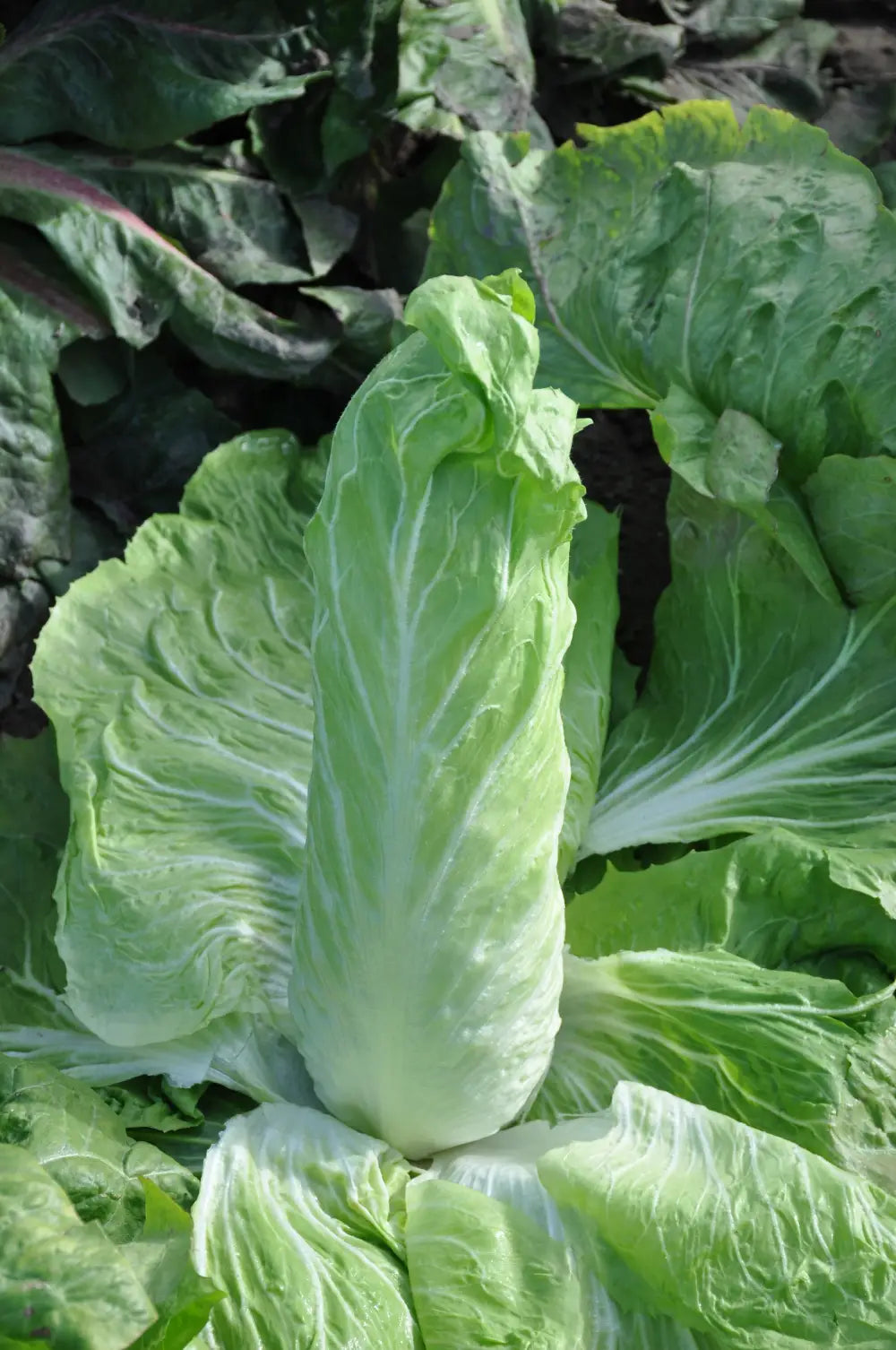 YLENIA SUGAR LOAF CHICORY SEEDS | Smarties.bio