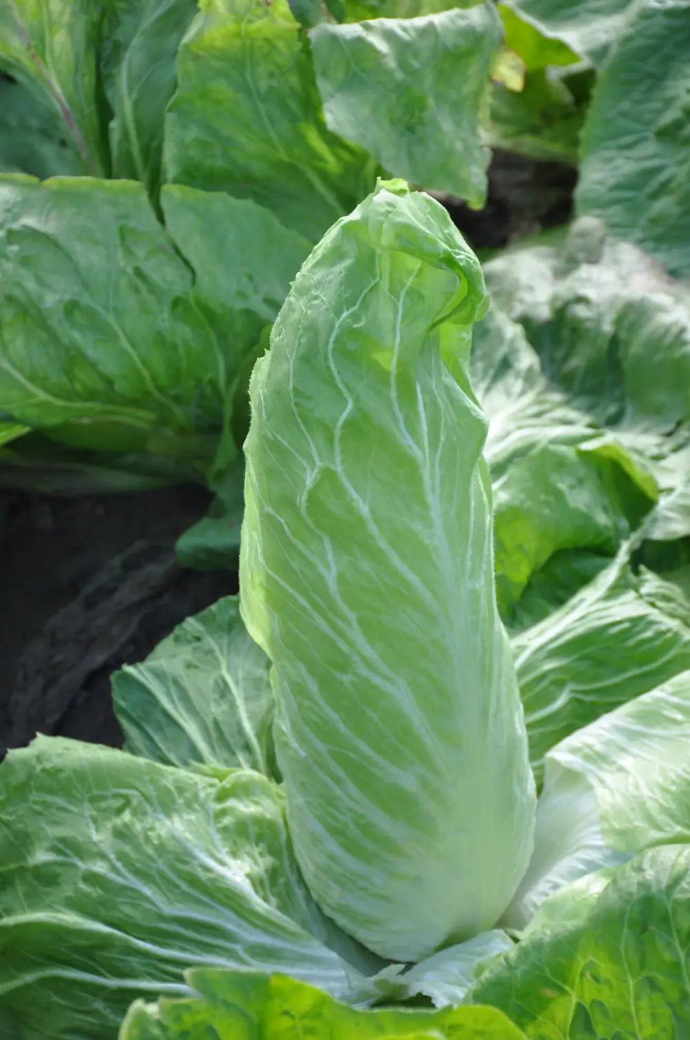 YLENIA SUGAR LOAF CHICORY SEEDS | Smarties.bio