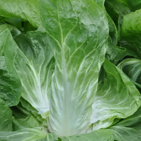 SERENA SUGAR LOAF CHICORY SEEDS | Smarties.bio