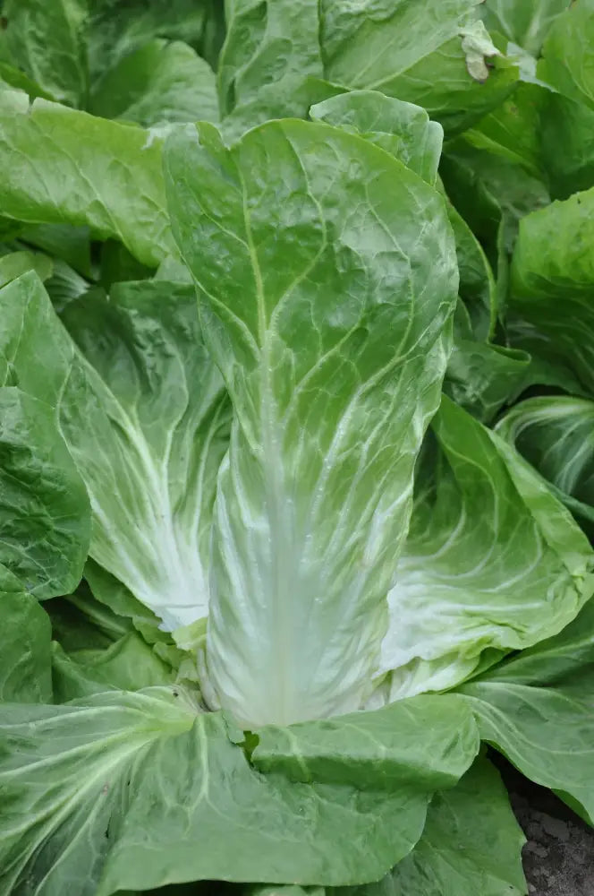 SERENA SUGAR LOAF CHICORY SEEDS | Smarties.bio