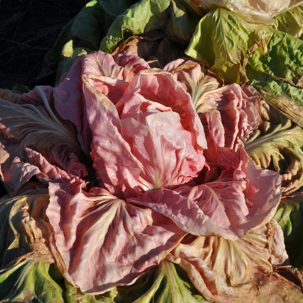 JOLANDA (ex XS231) CICORIA ROSA (PINK) EARLY SELECTION SEEDS | Smarties.bio
