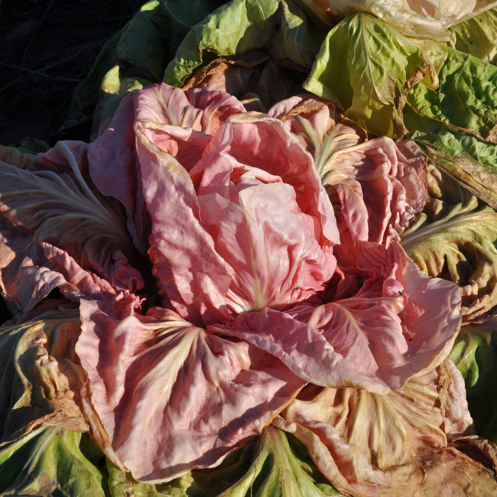 JOLANDA (ex XS231) CICORIA ROSA (PINK) EARLY SELECTION SEEDS | Smarties.bio