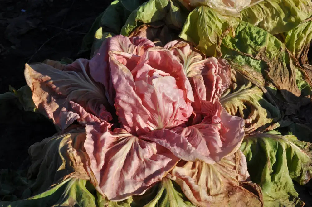 JOLANDA CICORIA ROSA (PINK) EARLY SELECTION SEEDS | Smarties.bio