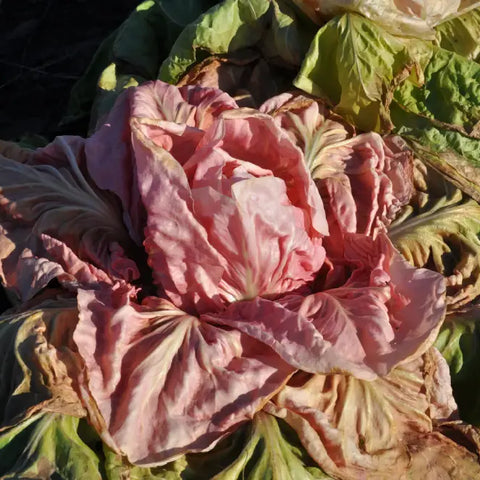 JOLANDA CICORIA ROSA (PINK) EARLY SELECTION SEEDS | Smarties.bio