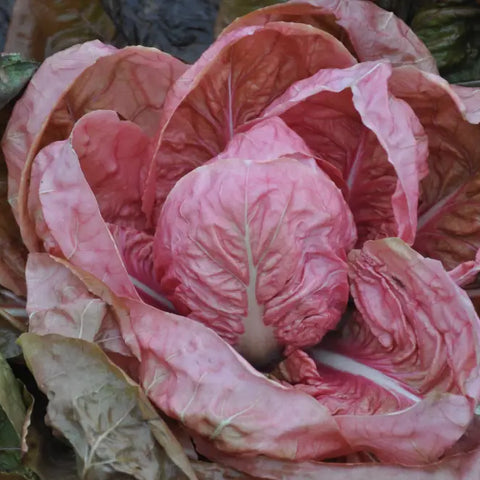 PASSERINA CICORIA ROSA (PINK) SEEDS | Smarties.bio