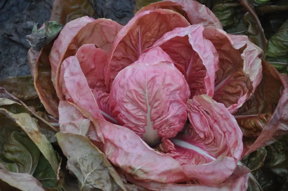 PASSERINA CICORIA ROSA (PINK) SEEDS | Smarties.bio