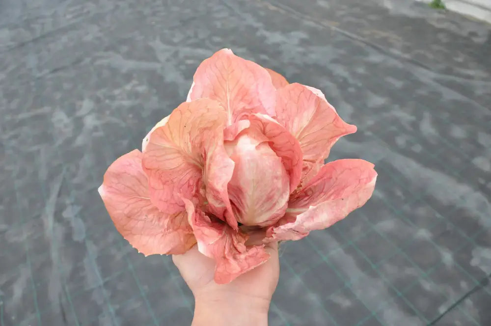 PASSERINA CICORIA ROSA (PINK) SEEDS | Smarties.bio