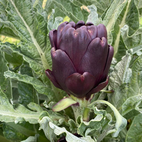 ROMANO F1 ARTICHOKE SEEDS | Smarties.bio