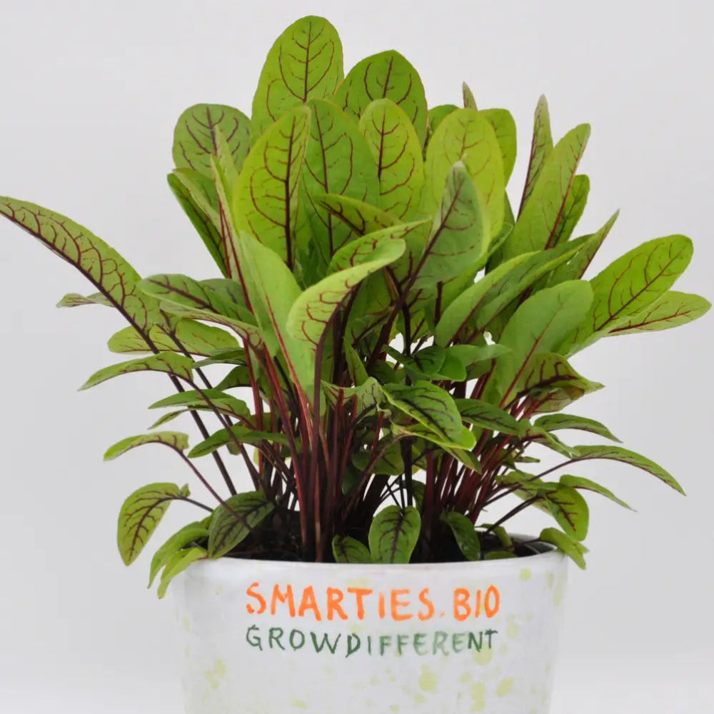 XS327 RUMEX RED VEINED SEEDS | Smarties.bio