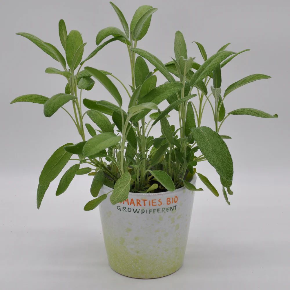 XS162 SAGE SEEDS | Smarties.bio