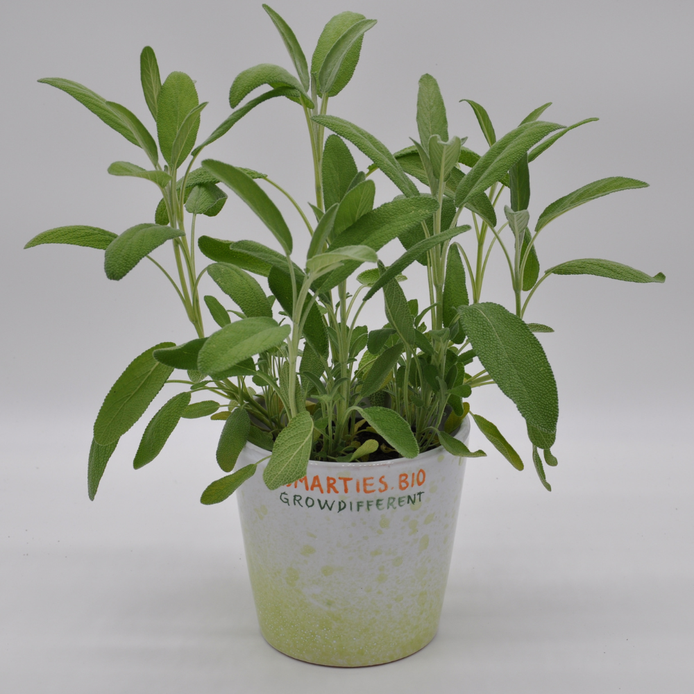 XS162 SAGE SEEDS | Smarties.bio