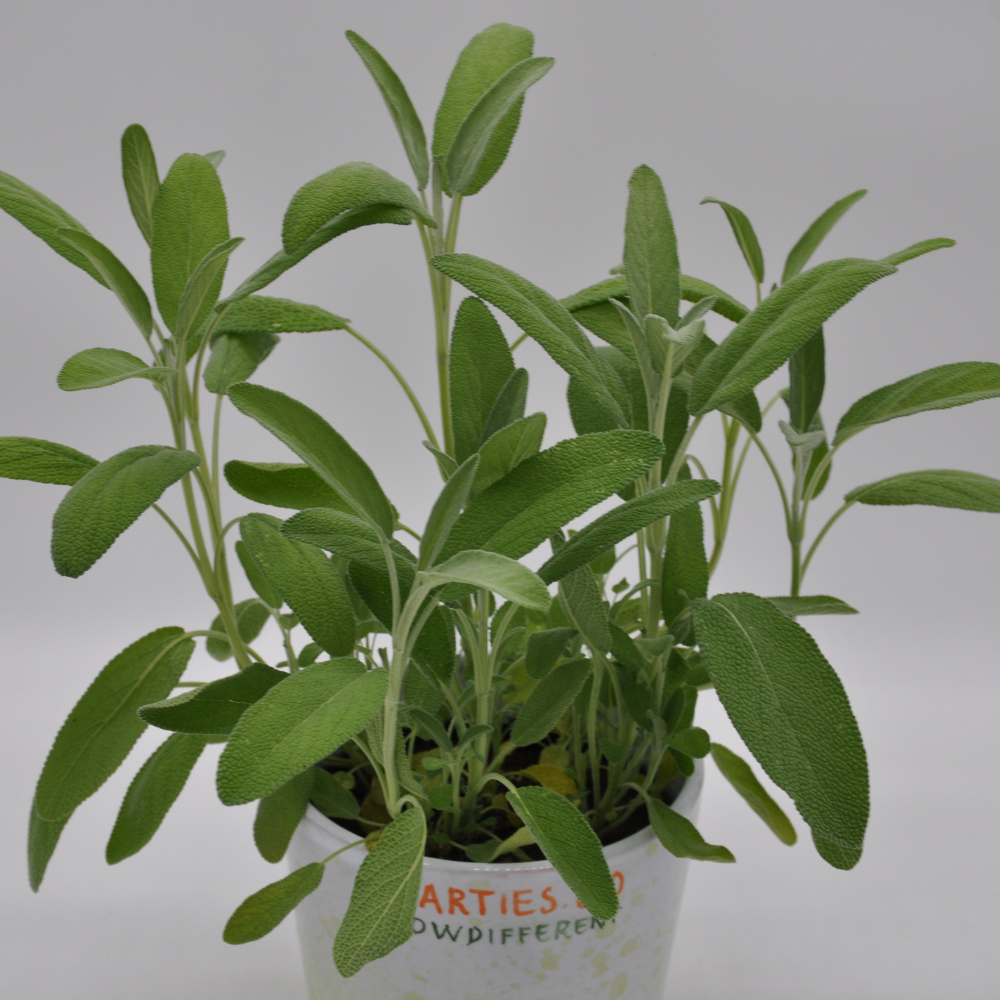 XS162 SAGE SEEDS | Smarties.bio