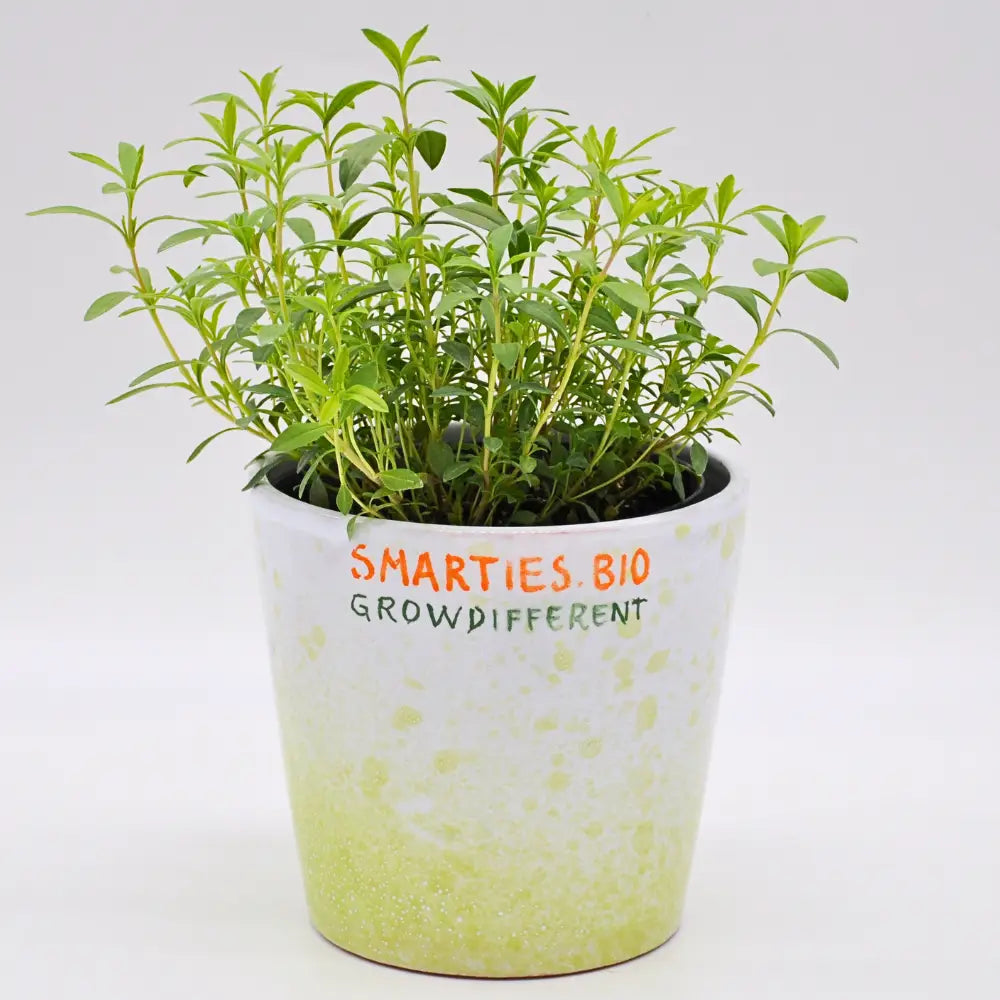 XS328 PERENNIAL SANTOREGGIA SEEDS | Smarties.bio