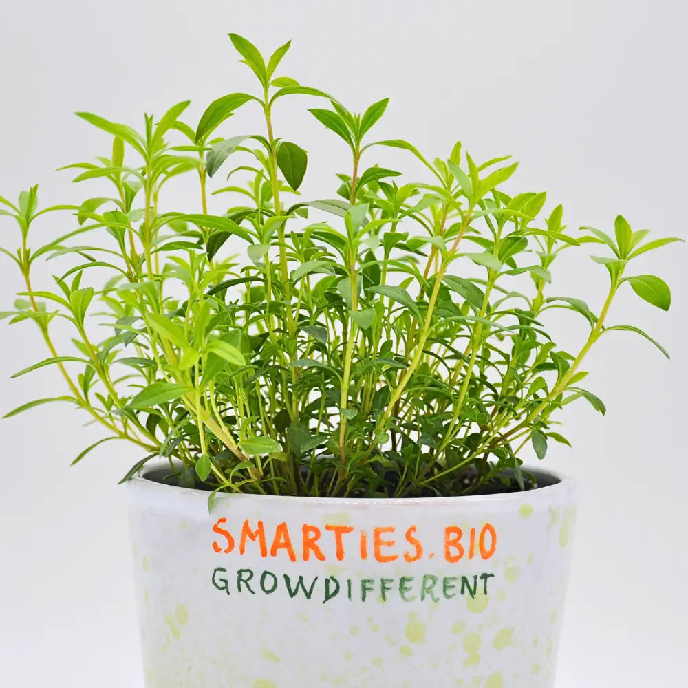 XS328 PERENNIAL SANTOREGGIA SEEDS | Smarties.bio