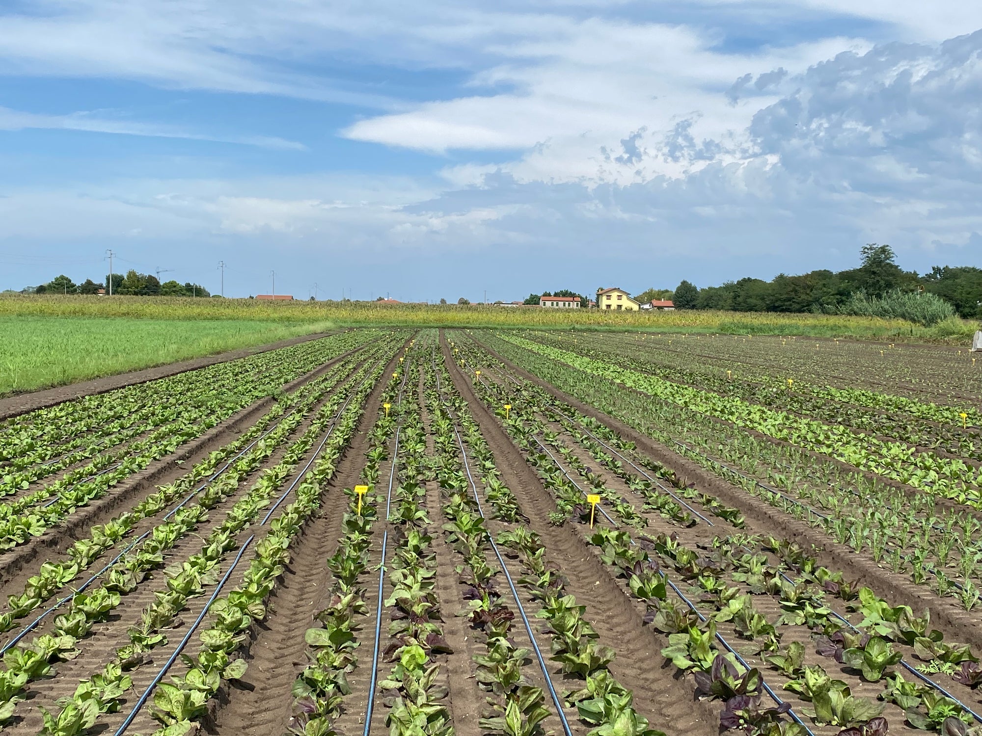 Consulenza agronomica