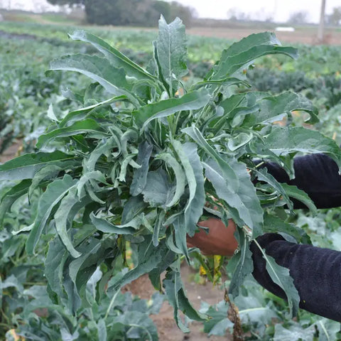 SMOOTH SPIGARELLO BROCCOLI SEEDS | Smarties.bio