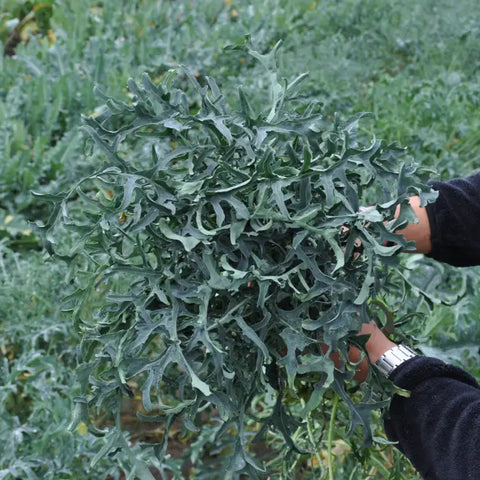 CURLY SPIGARELLO BROCCOLI SEEDS | Smarties.bio