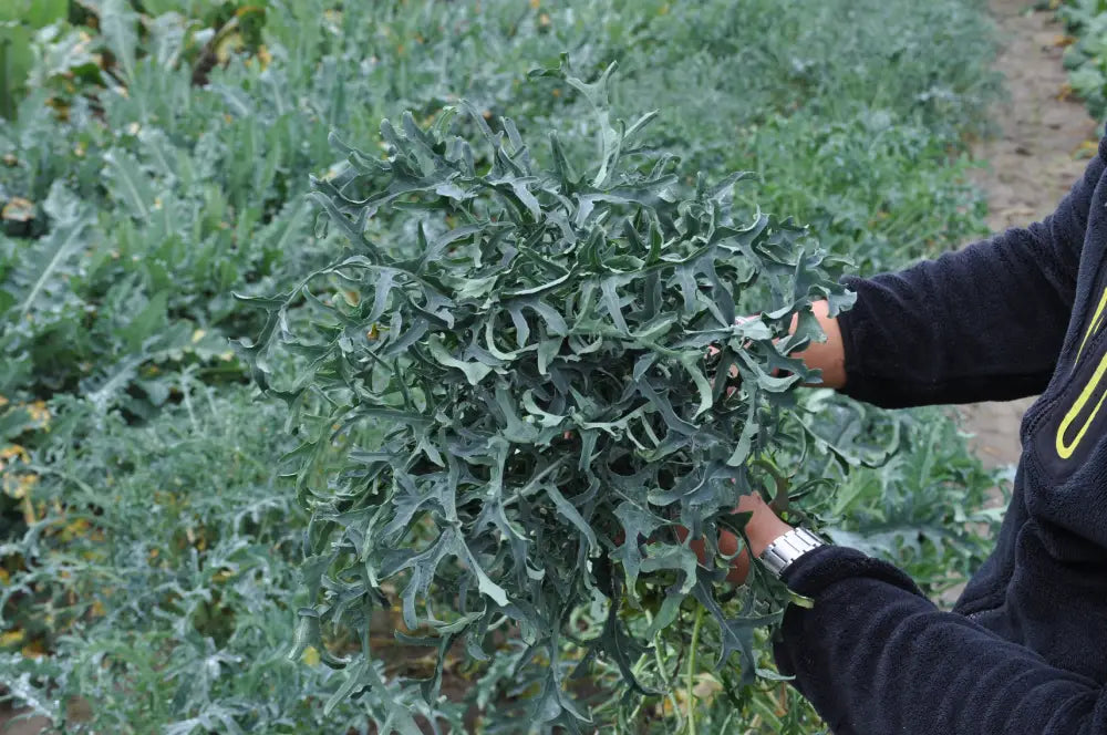 CURLY SPIGARELLO BROCCOLI SEEDS | Smarties.bio