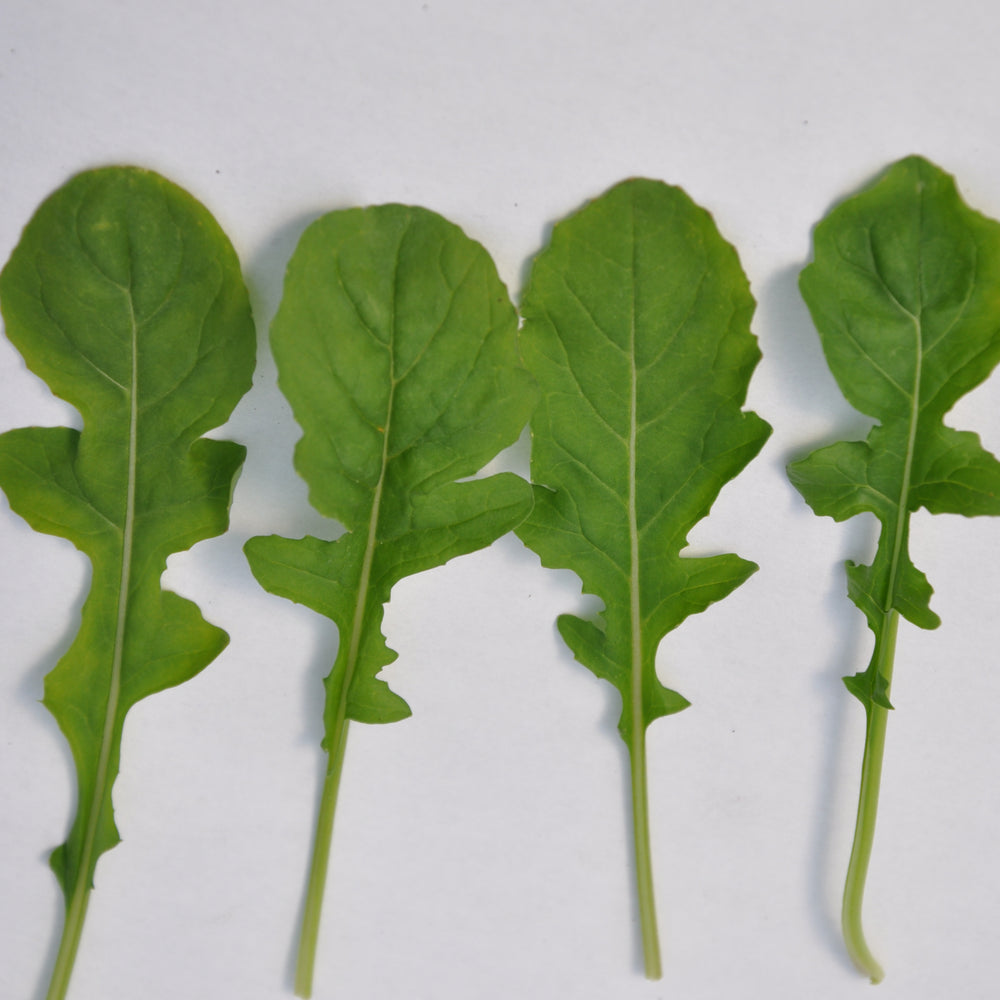 SET SALAD ROCKET SEEDS