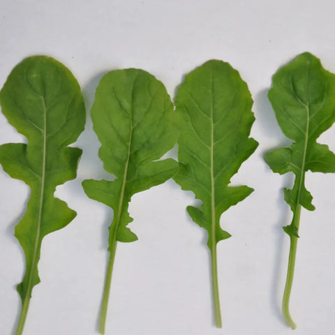 SET SALAD ROCKET SEEDS | Smarties.bio